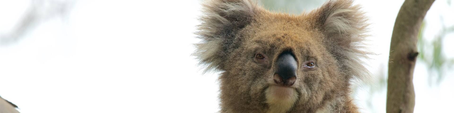 Phillip Island mettant en vedette animaux de zoo et animaux domestiques ou inoffensifs