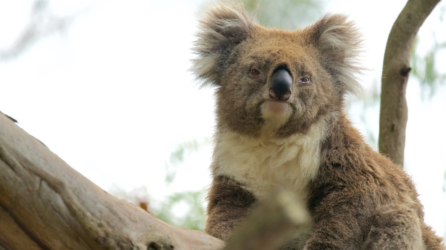 Phillip Island caracterizando animais de zoolĂłgico e animais fofos ou amigĂĄveis