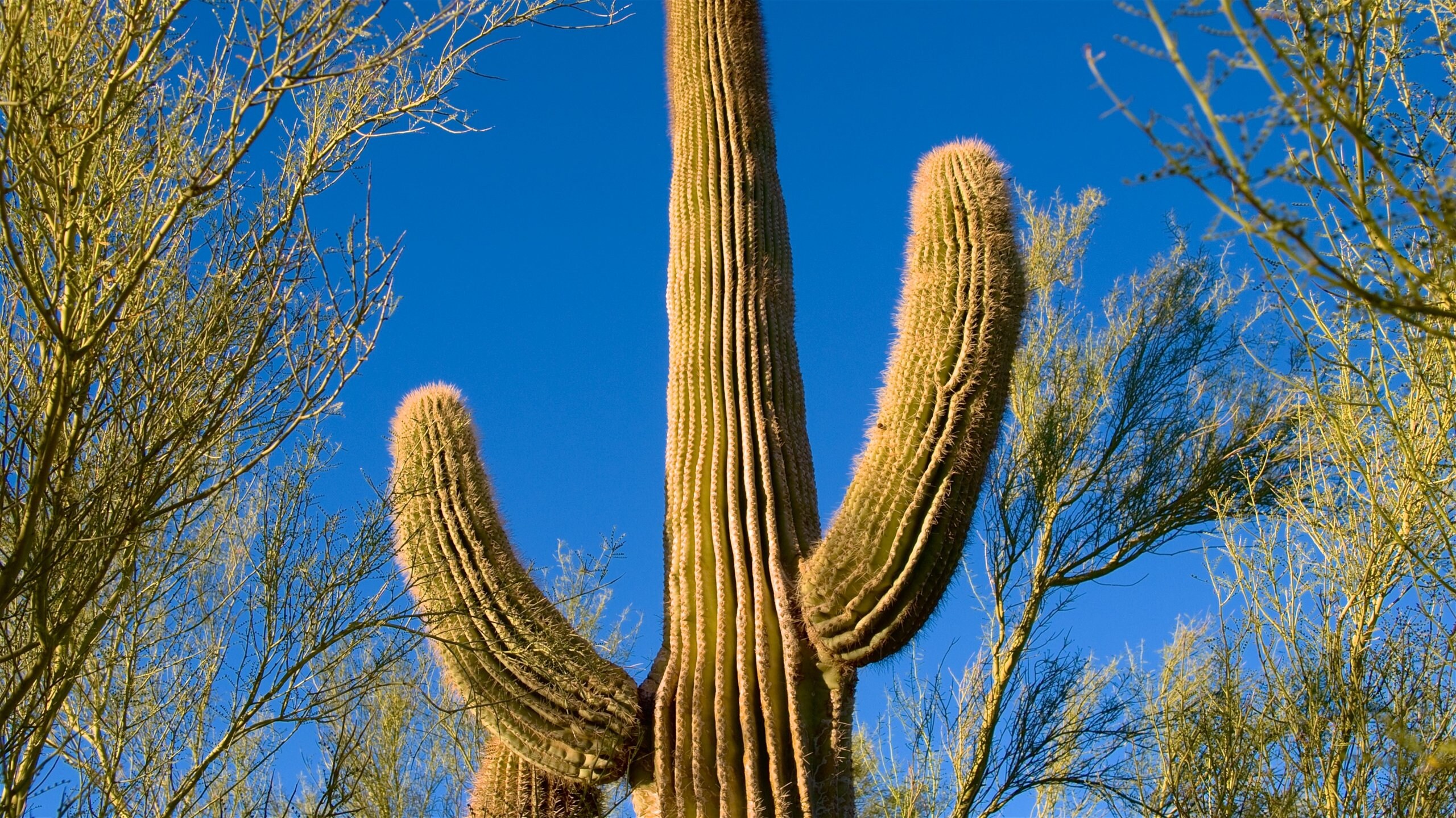 砂漠植物園 キャメルバック イースト エクスペディア