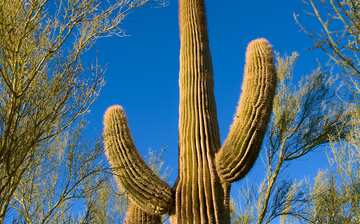 砂漠植物園 キャメルバック イースト エクスペディア 砂漠植物園 キャメルバック イースト エクスペディア