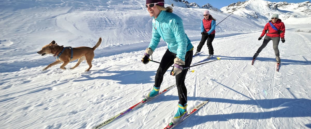 Talkeetna showing cuddly or friendly animals, snow and cross-country skiing