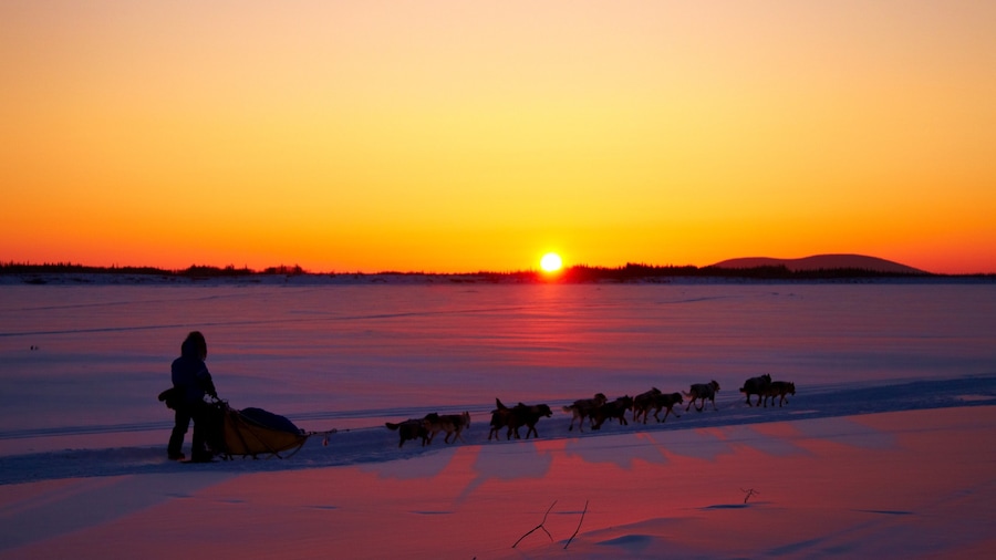 Galena som visar snö, hundslädåkning och en solnedgång
