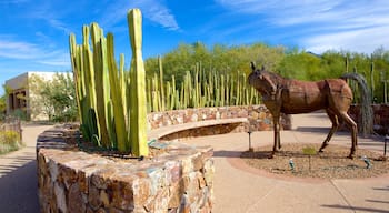 Tohono Chul Park mostrando arte ao ar livre e paisagens do deserto