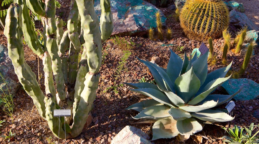 Botanische tuinen van Tucson toont een park