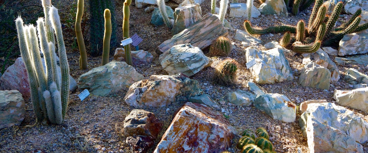 Tucson Botanical Gardens featuring a garden