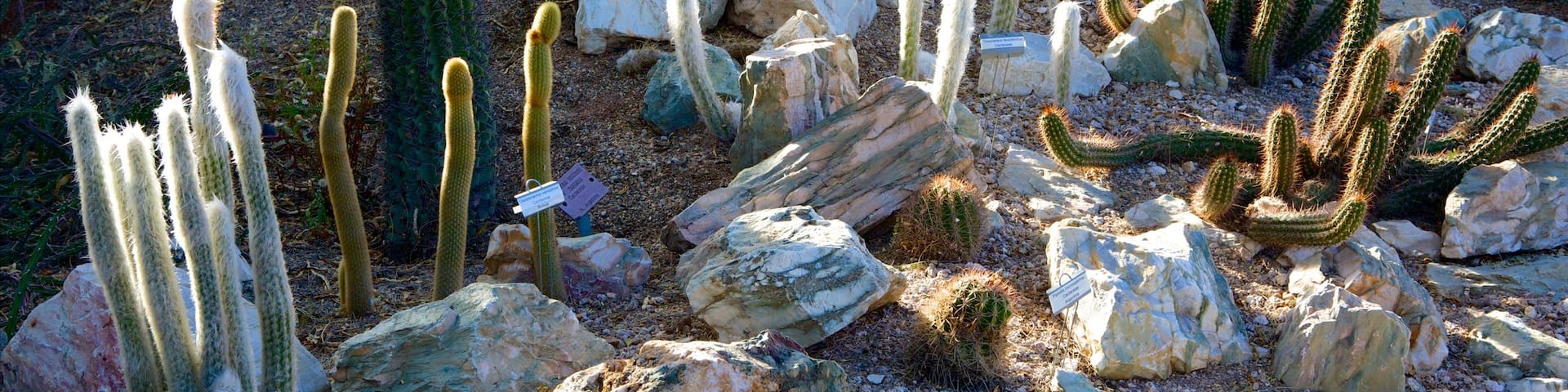 Tucson Botanical Gardens featuring a garden