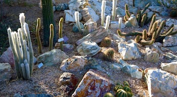 Tucson Botanical Gardens welches beinhaltet Garten