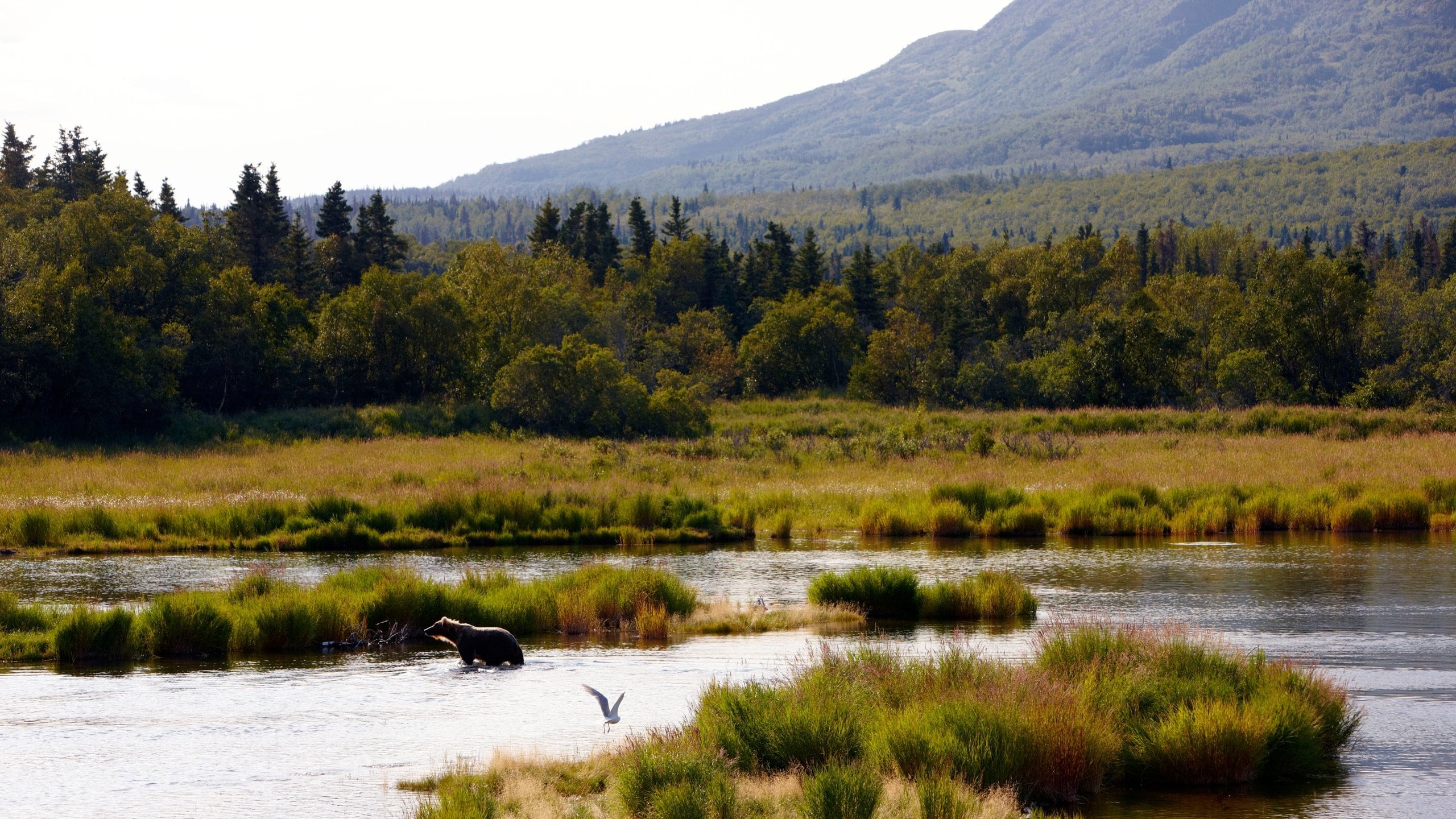 King Salmon, AK Vacation Rentals & more Vrbo