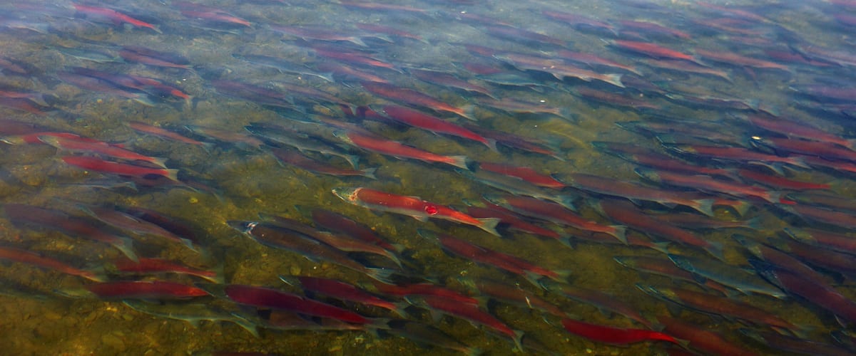 King Salmon which includes a river or creek and marine life