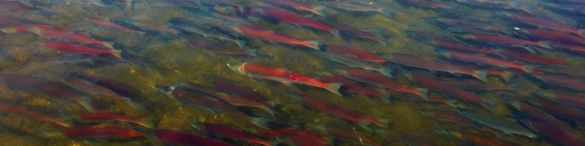 King Salmon showing a river or creek and marine life