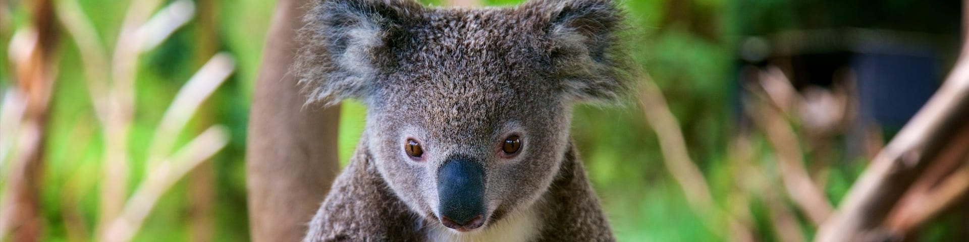 Australian Reptile Park showing cuddly or friendly animals
