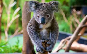 オーストラリアン レプタイル パーク サマーズビー旅行 エクスペディア オーストラリアン レプタイル パーク サマーズビー旅行 エクスペディア