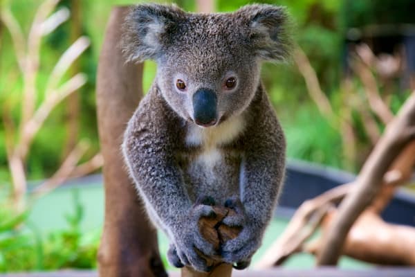 Australian Reptile Park qui includes animaux domestiques ou inoffensifs