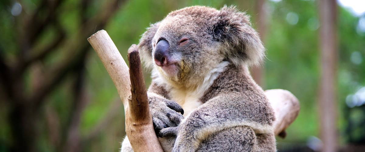 Central Coast which includes zoo animals and cuddly or friendly animals