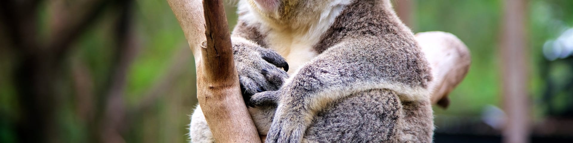 Central Coast montrant animaux de zoo et animaux domestiques ou inoffensifs