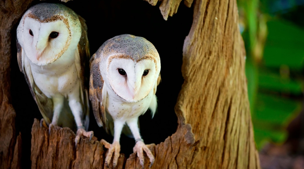 Australian Reptile Park ofreciendo aves