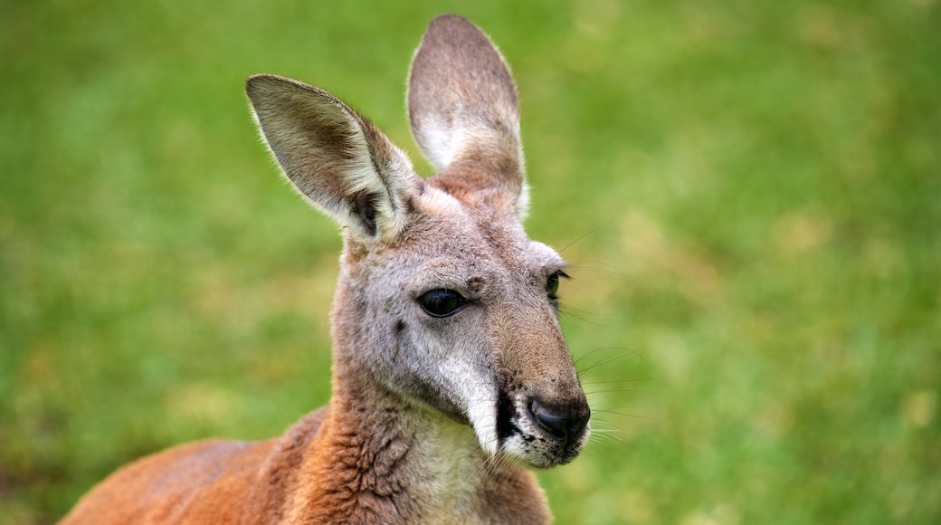 Australian Reptile Park featuring animals