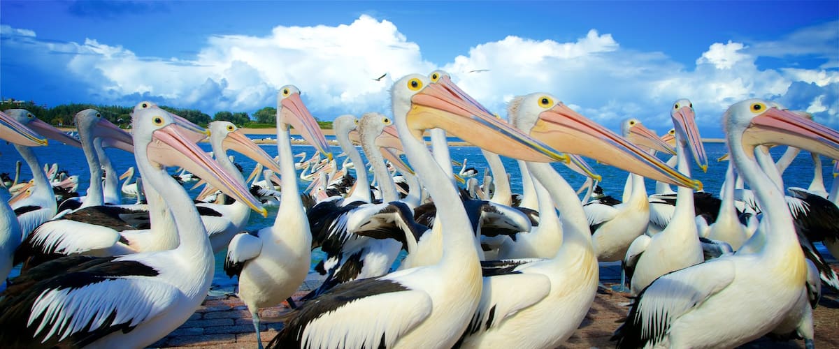 Central Coast showing bird life