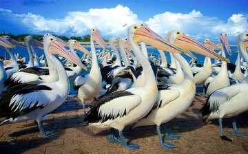 セントラル コースト観光ガイド 定番人気スポットを参考に自分にピッタリの観光プランを立てよう エクスペディア セントラル コースト観光ガイド 定番人気スポットを参考に自分にピッタリの観光プランを立てよう エクスペディア