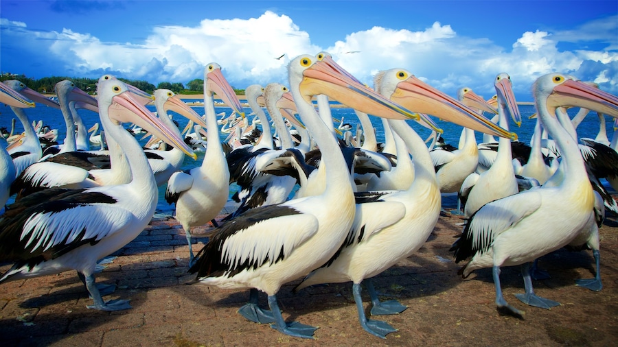 Central Coast mettant en vedette vie des oiseaux