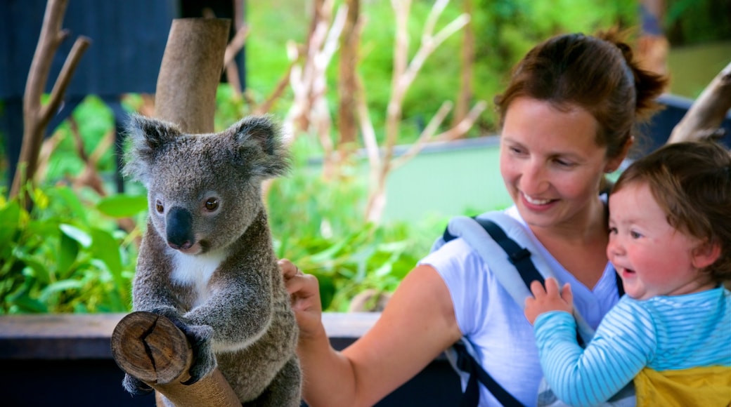 Australian Reptile Park ofreciendo animales domésticos y animales de zoológico y también un pequeño grupo de personas