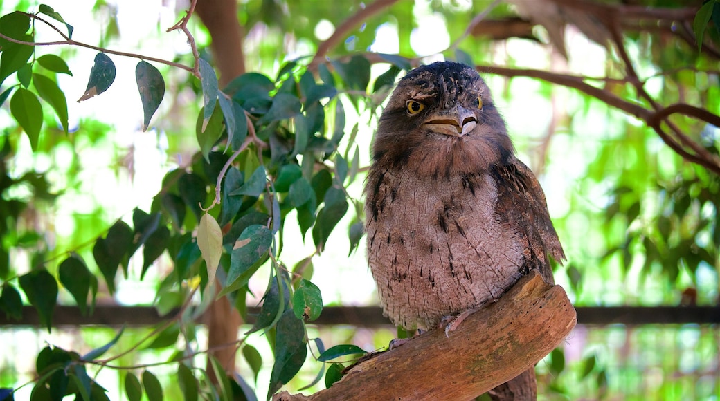 Australian Reptile Park featuring bird life and zoo animals