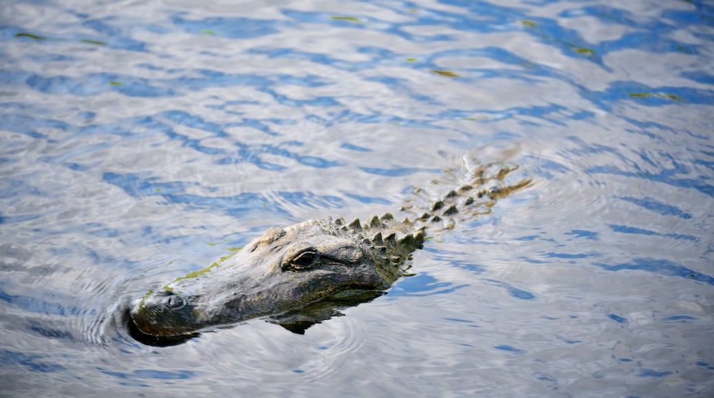 Australian Reptile Park showing dangerous animals and zoo animals