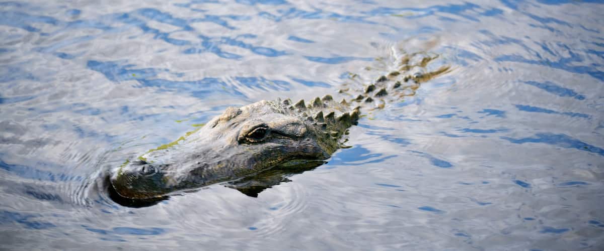 Australian Reptile Park showing dangerous animals and zoo animals