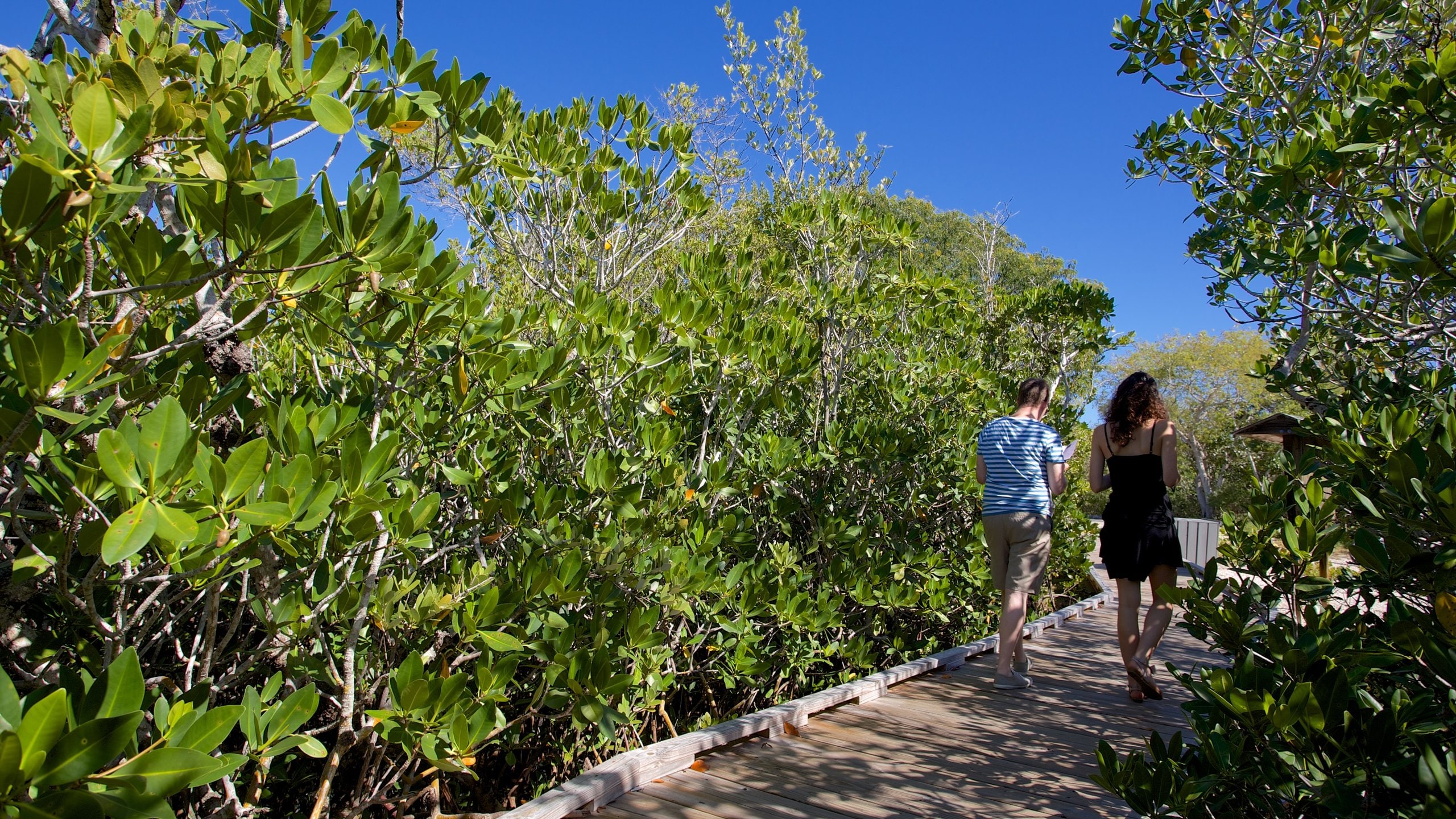 John Pennekamp Coral Reef State Park featuring mangroves as well as a couple