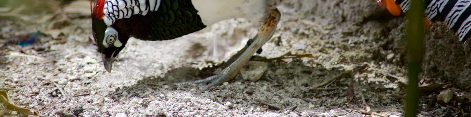 Miami Metrozoo featuring zoo animals and bird life