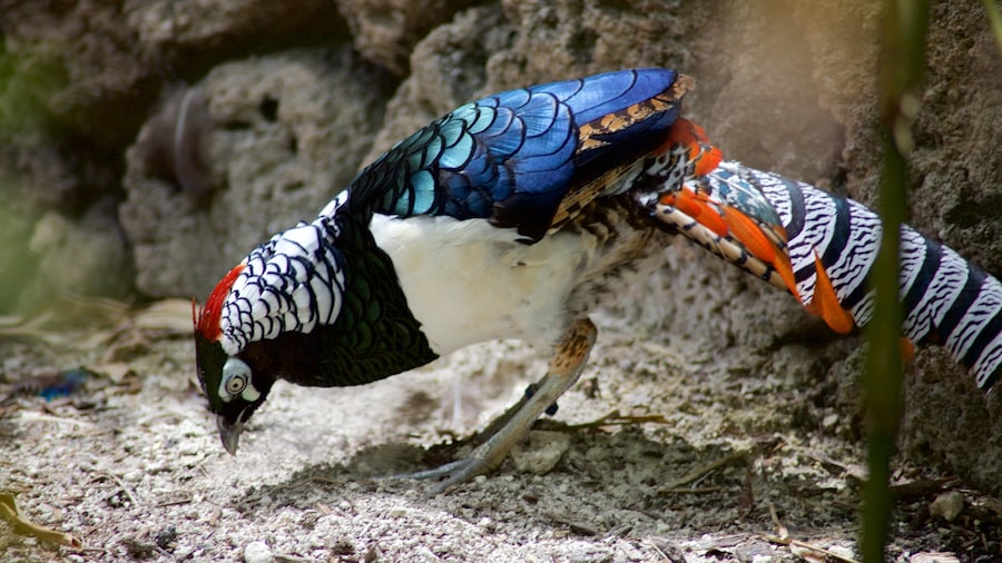 マイアミ メトロズー どの含み 動物園の動物 と 鳥