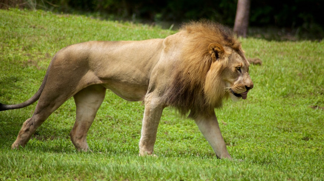 Miami Metrozoo presenterar farliga djur och zoodjur