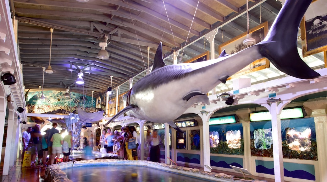 Key West Aquarium showing marine life and interior views as well as a small group of people