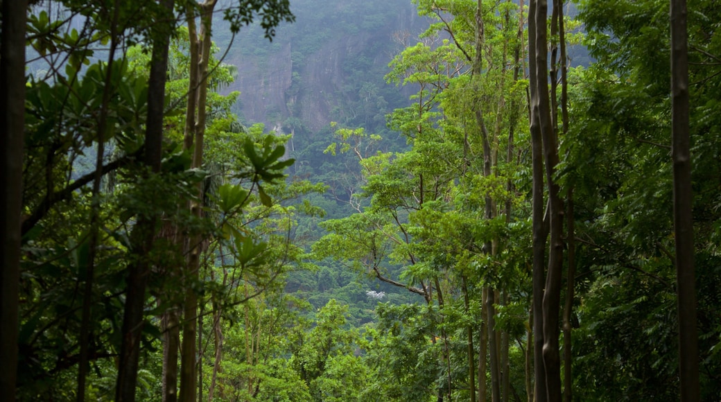 Jardín Botánico de Río de Janeiro ofreciendo bosques