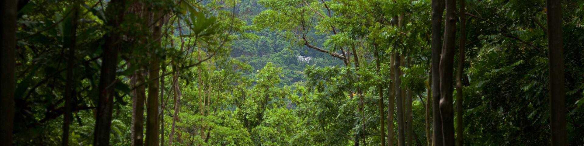 Rio de Janeiro Botanical Garden