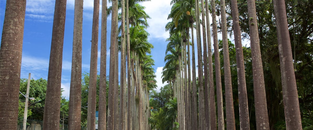 Jardin botanique de Rio de Janeiro mettant en vedette jardin aussi bien que couple
