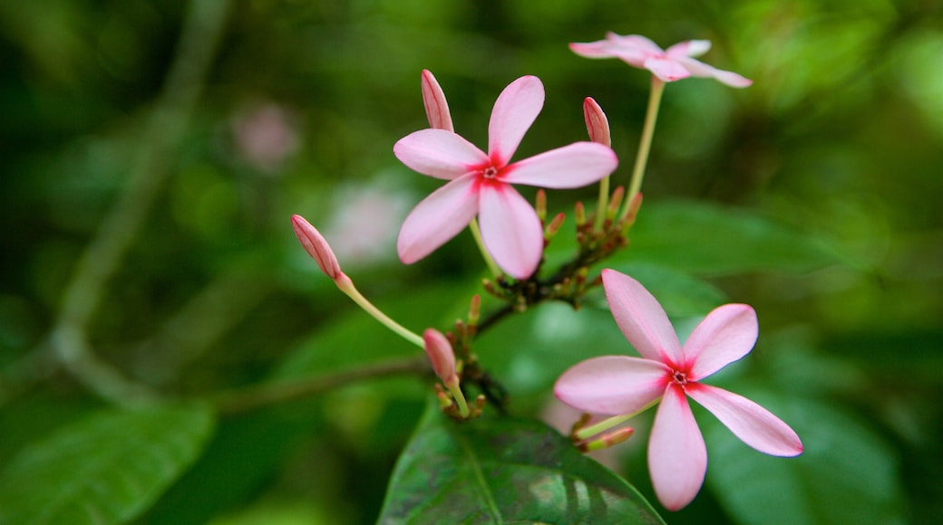 Jardín Botánico de Río de Janeiro ofreciendo flores