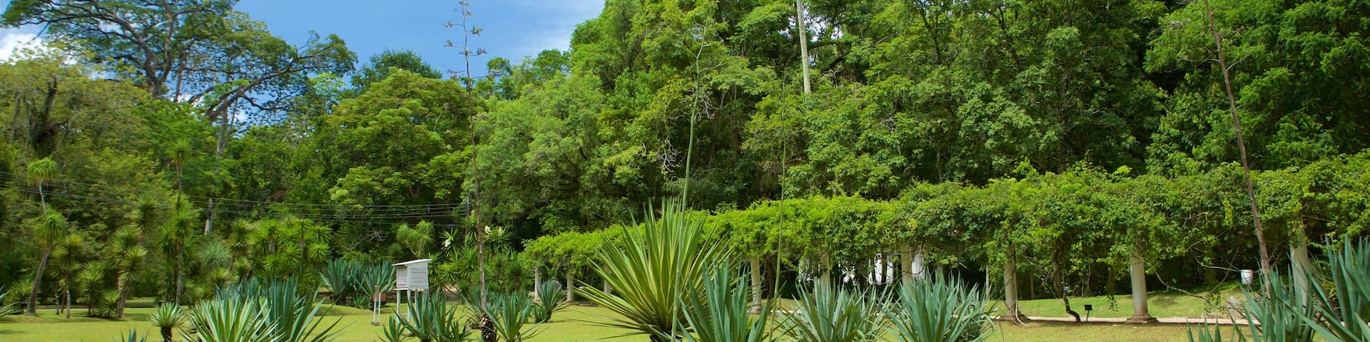 Jardin botanique de Rio de Janeiro mettant en vedette parc