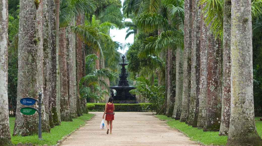 Jardín Botánico de Río de Janeiro ofreciendo un jardín