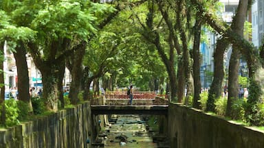 Petropolis montrant jardin, pont et rivière ou ruisseau