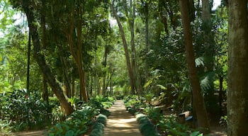 Historic Center showing a garden