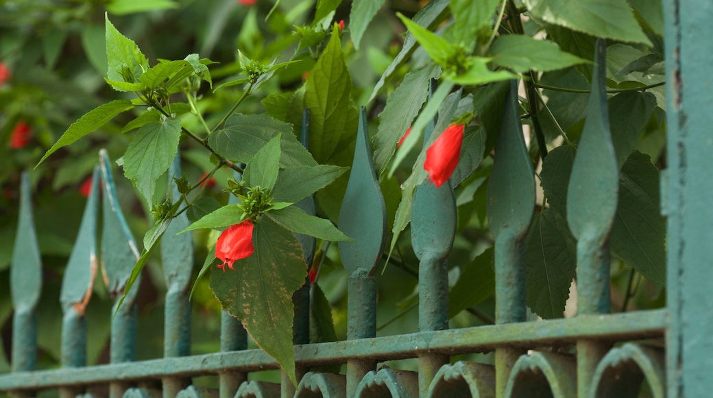 Petrópolis que incluye flores