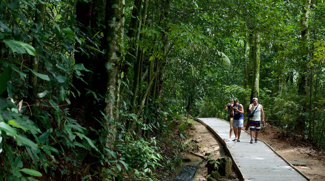 Jardín Botánico de Río de Janeiro mostrando selva y caminatas