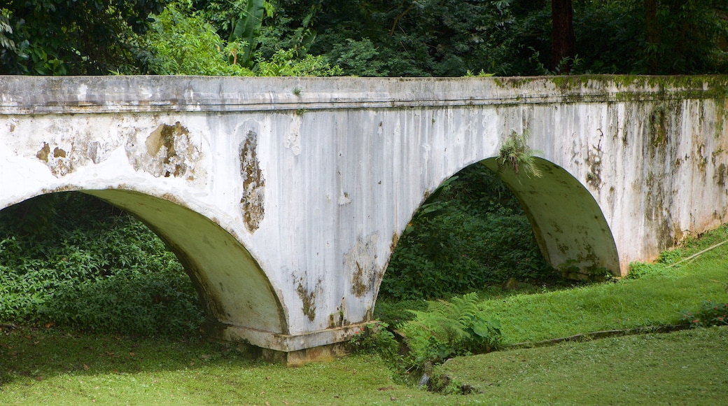 Jardín Botánico de Río de Janeiro mostrando selva y un puente