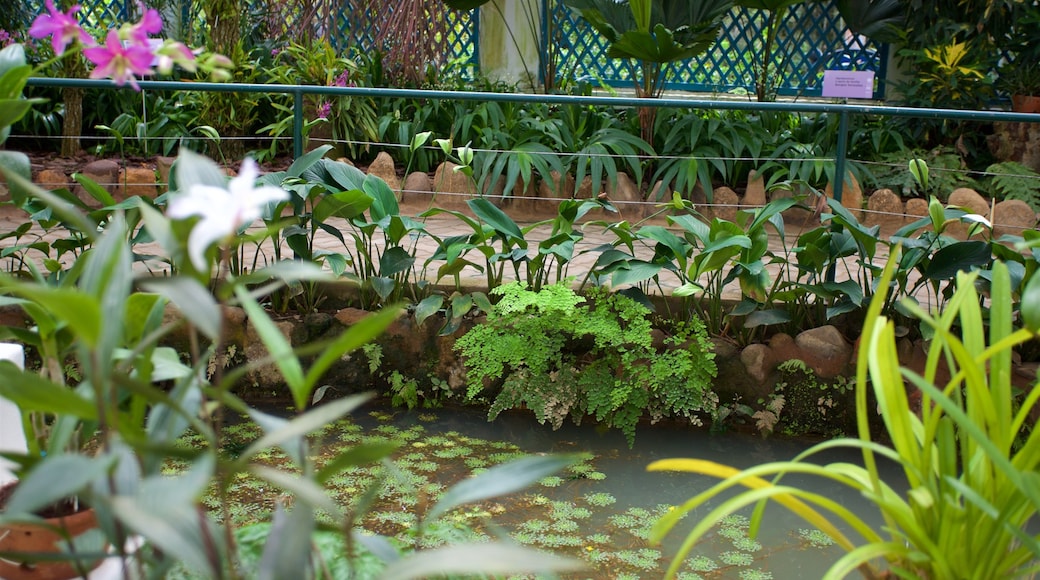 Jardín Botánico de Río de Janeiro que incluye un estanque y un parque