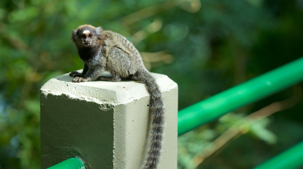 Rio de Janeiro showing cuddly or friendly animals