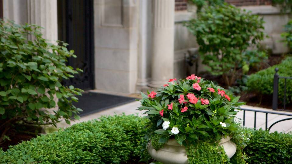 Gold Coast caracterizando uma casa e flores