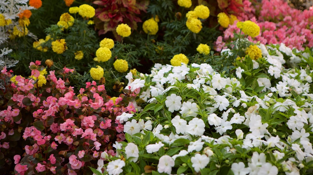 Rosemont som inkluderar blommor