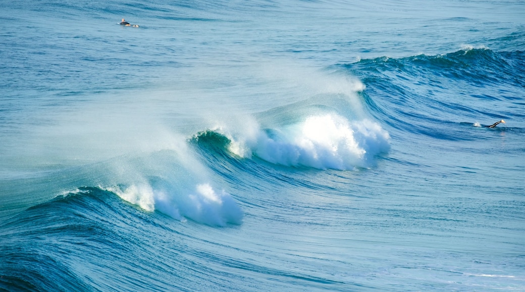 Newcastle que incluye una playa