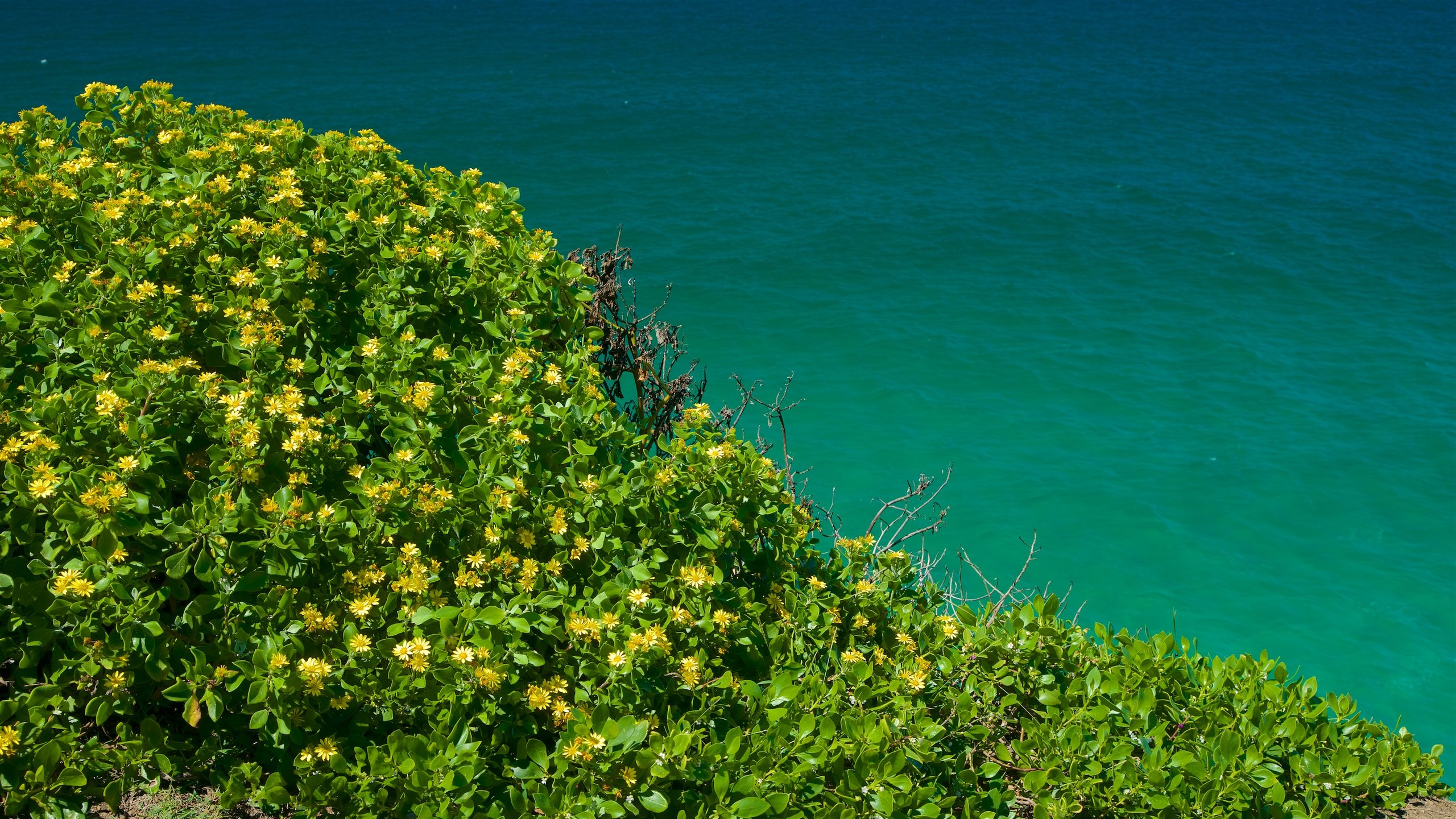 Tweed Heads which includes mangroves